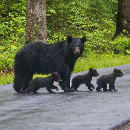 Lazy Bear Lodge, Hot Tub, Resort Pool, Wifi, 1089 Free Tickets Each Paid Day, Dollywood And More ガトリンバーグ エクステリア 写真