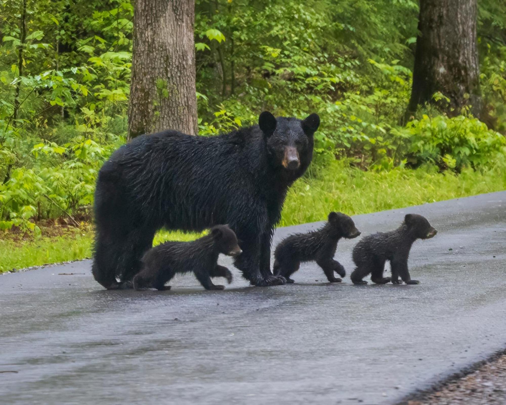 Lazy Bear Lodge, Hot Tub, Resort Pool, Wifi, 1089 Free Tickets Each Paid Day, Dollywood And More ガトリンバーグ エクステリア 写真